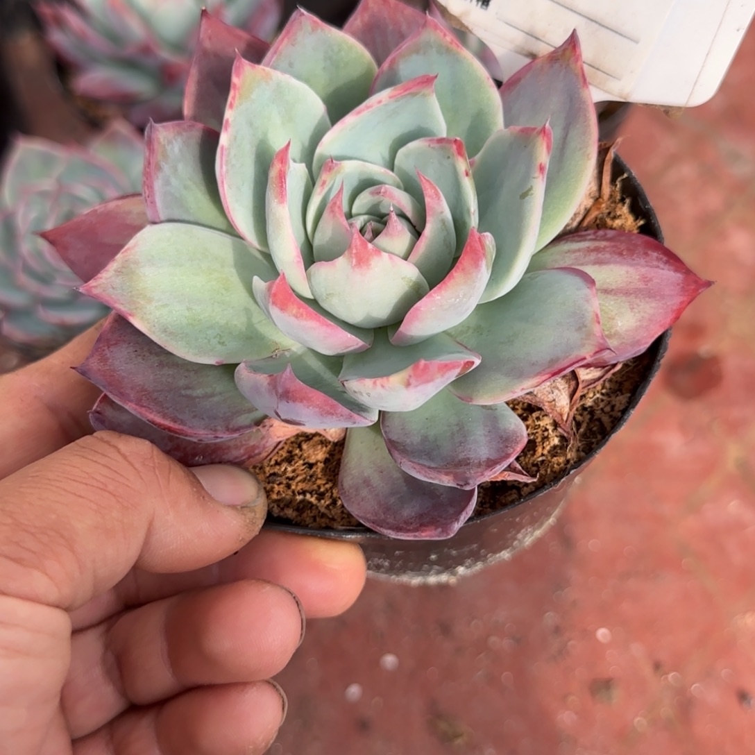 立叶拉丝惊鸿一物一拍包装收缩花旱713
