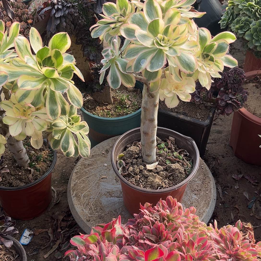 4燕姿无主头法师多肉植物