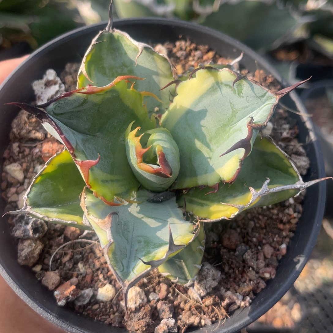 无花朵蓝鲸覆伦锦