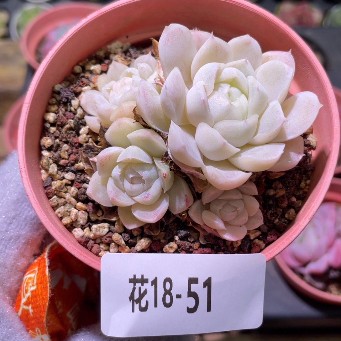 花利美18-51新品群