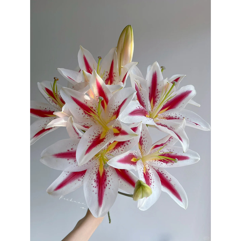 【笑脸】香水百合 一单包邮 云南鲜花昆明基地现采现发