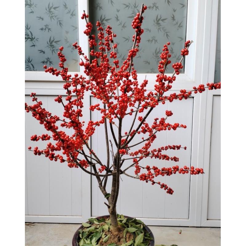 北美冬青带红果花卉绿植客厅盆栽适合室内装饰