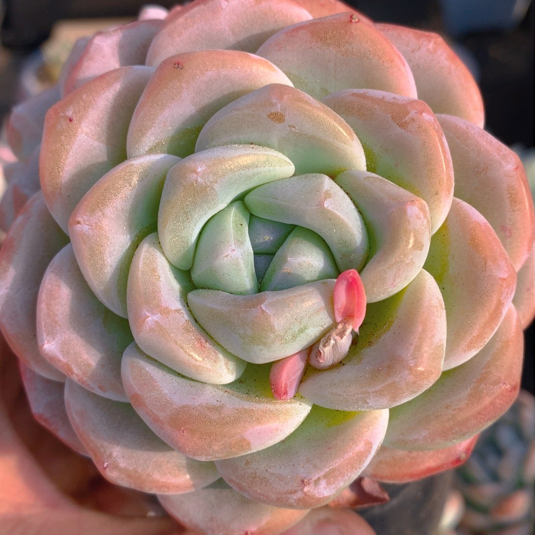 0311-24 大群冰玉老桩