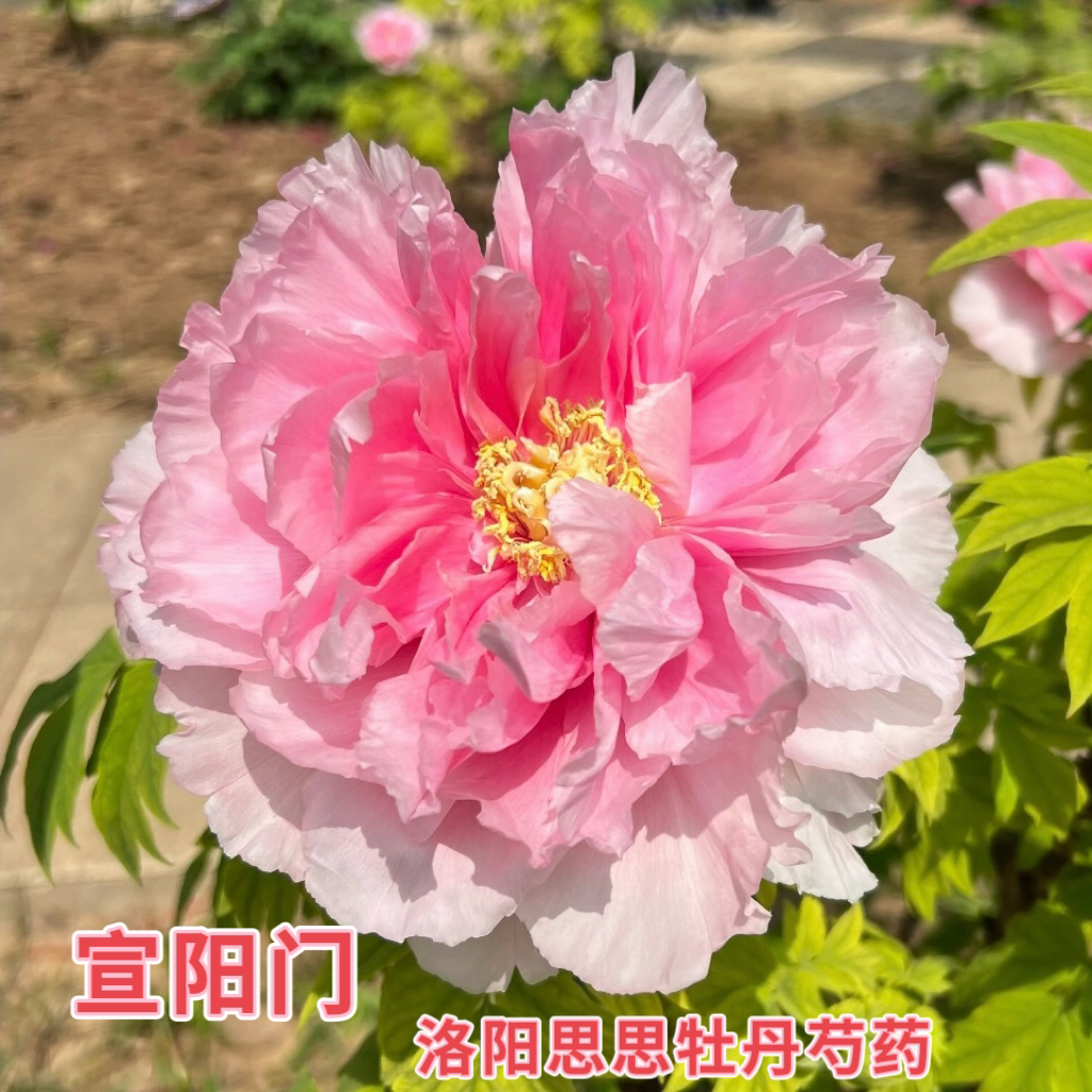 洛阳牡丹【宣阳门】粉色系牡丹基地直发