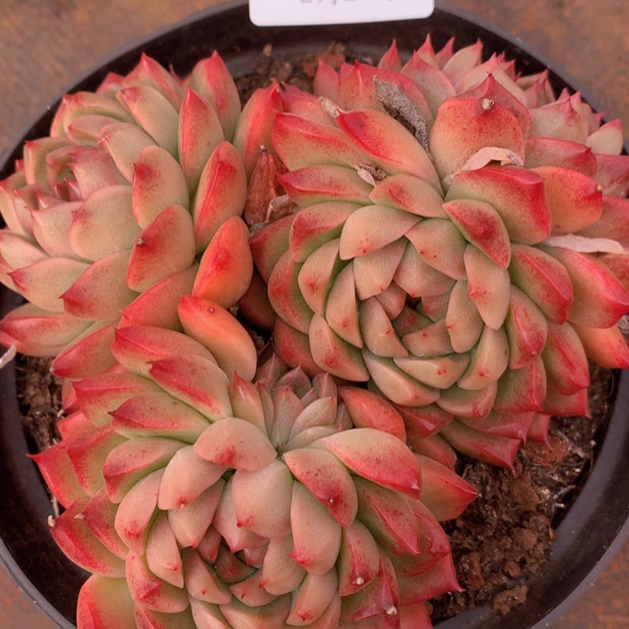 【闪购商品】云1626