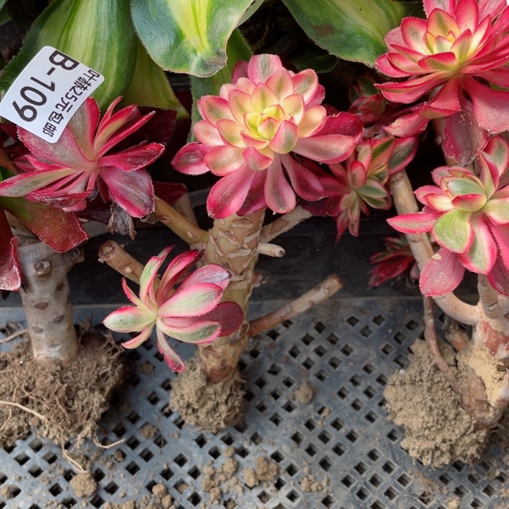 吾*109烈焰有砍多肉1，gloqu