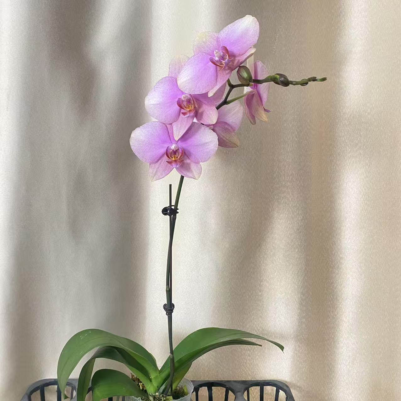 梵高 精品蝴蝶兰 紫红色花型 室内精品观赏 真花