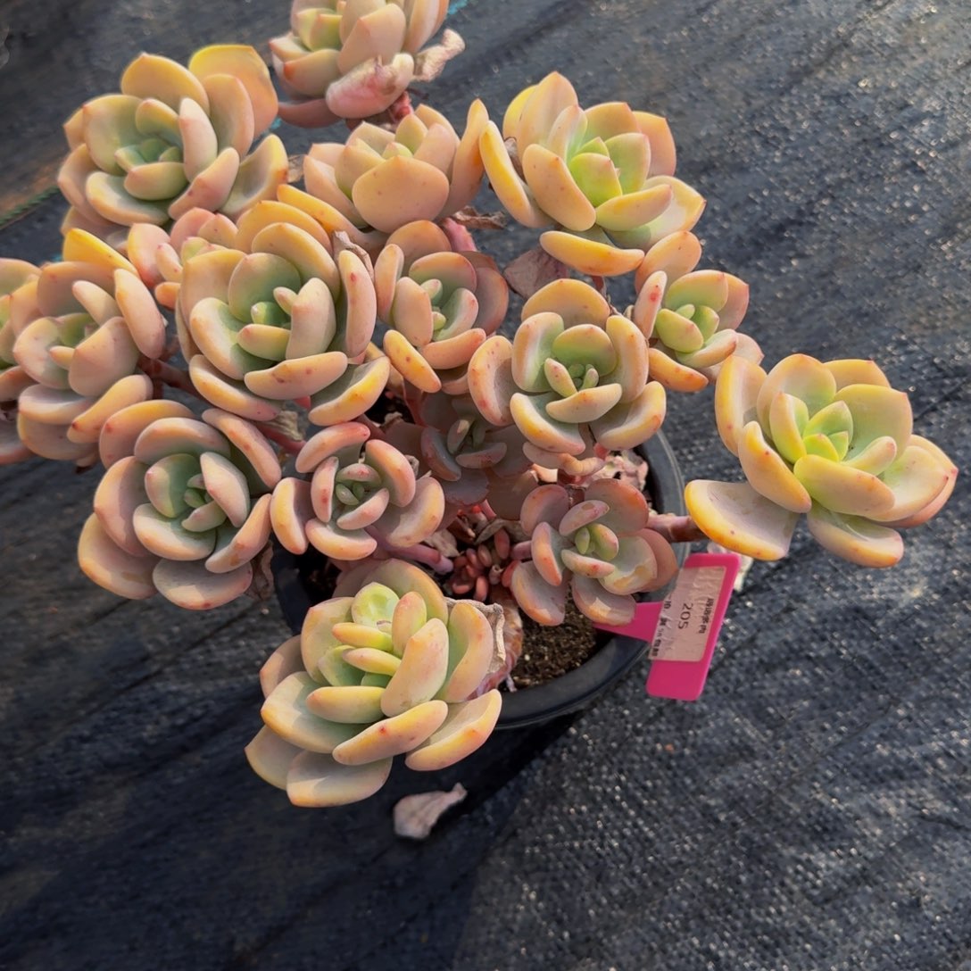 205白月光肉肉肉肉肉