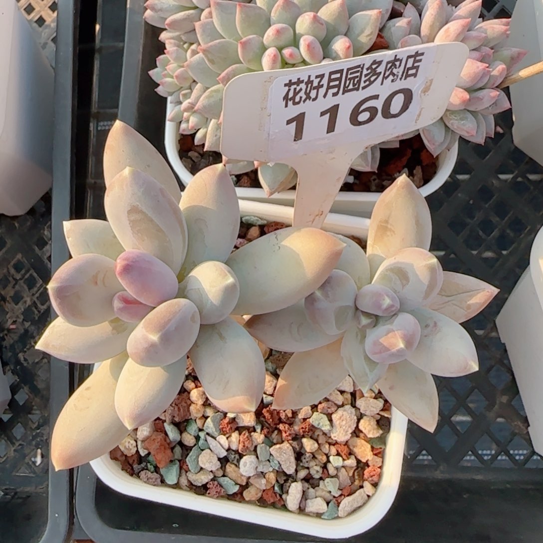 多肉植物1160………..