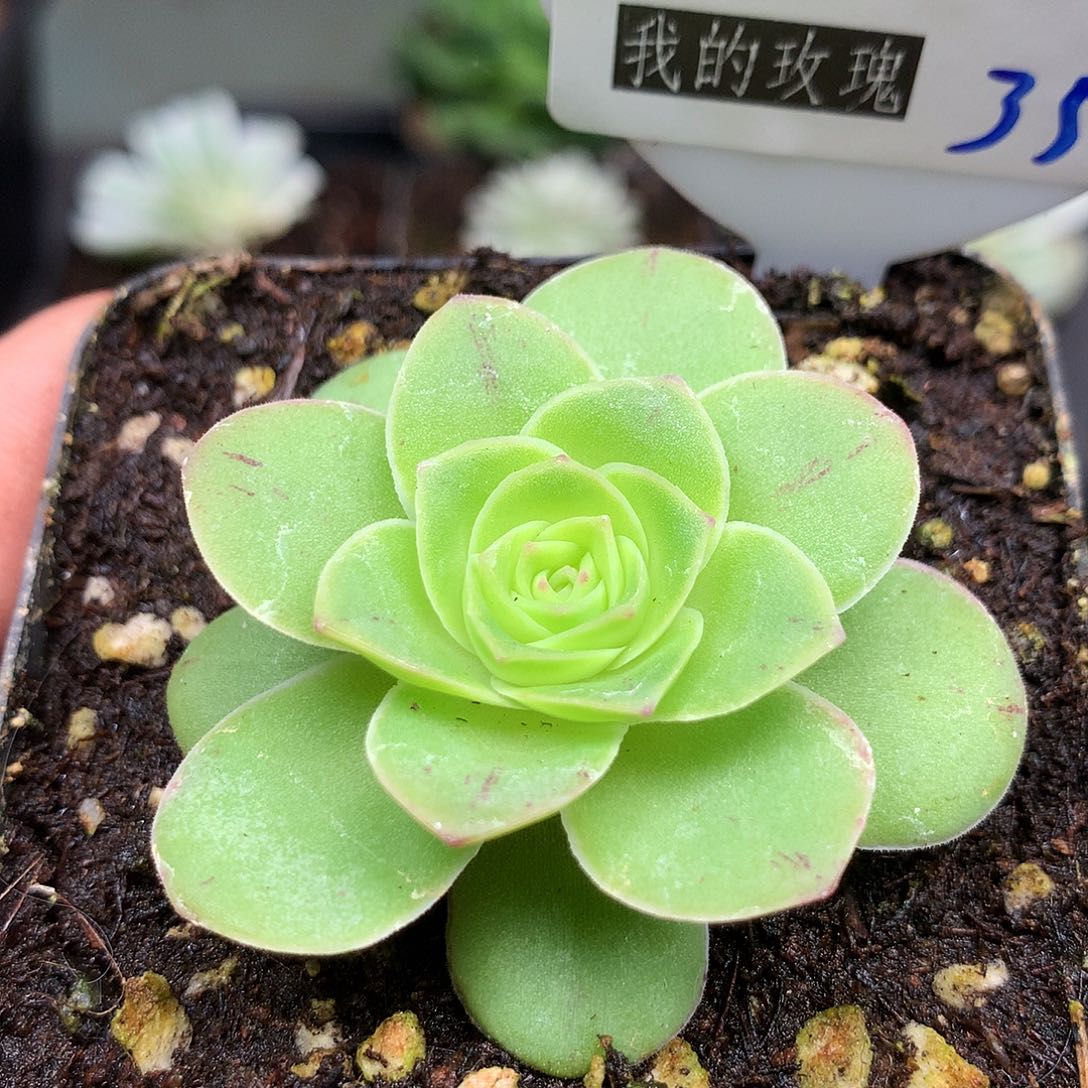 秋红叶之黄金家族