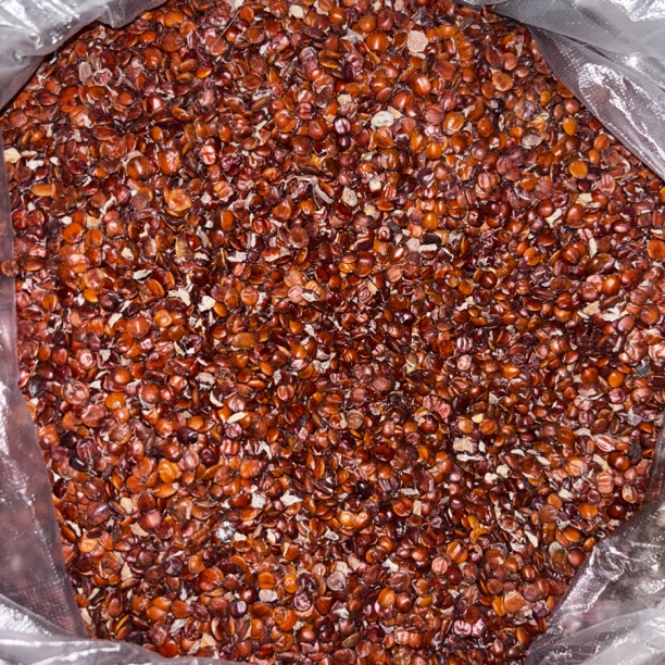 【山地王】酸枣仁云南高山现收优质滋补养生山货土特产