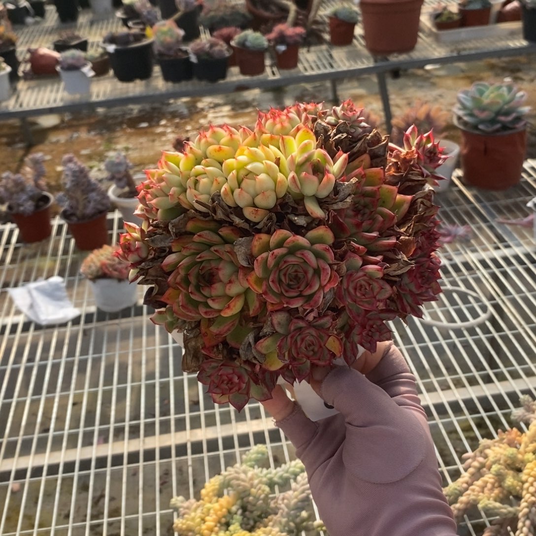 5793萤火虫一物一拍