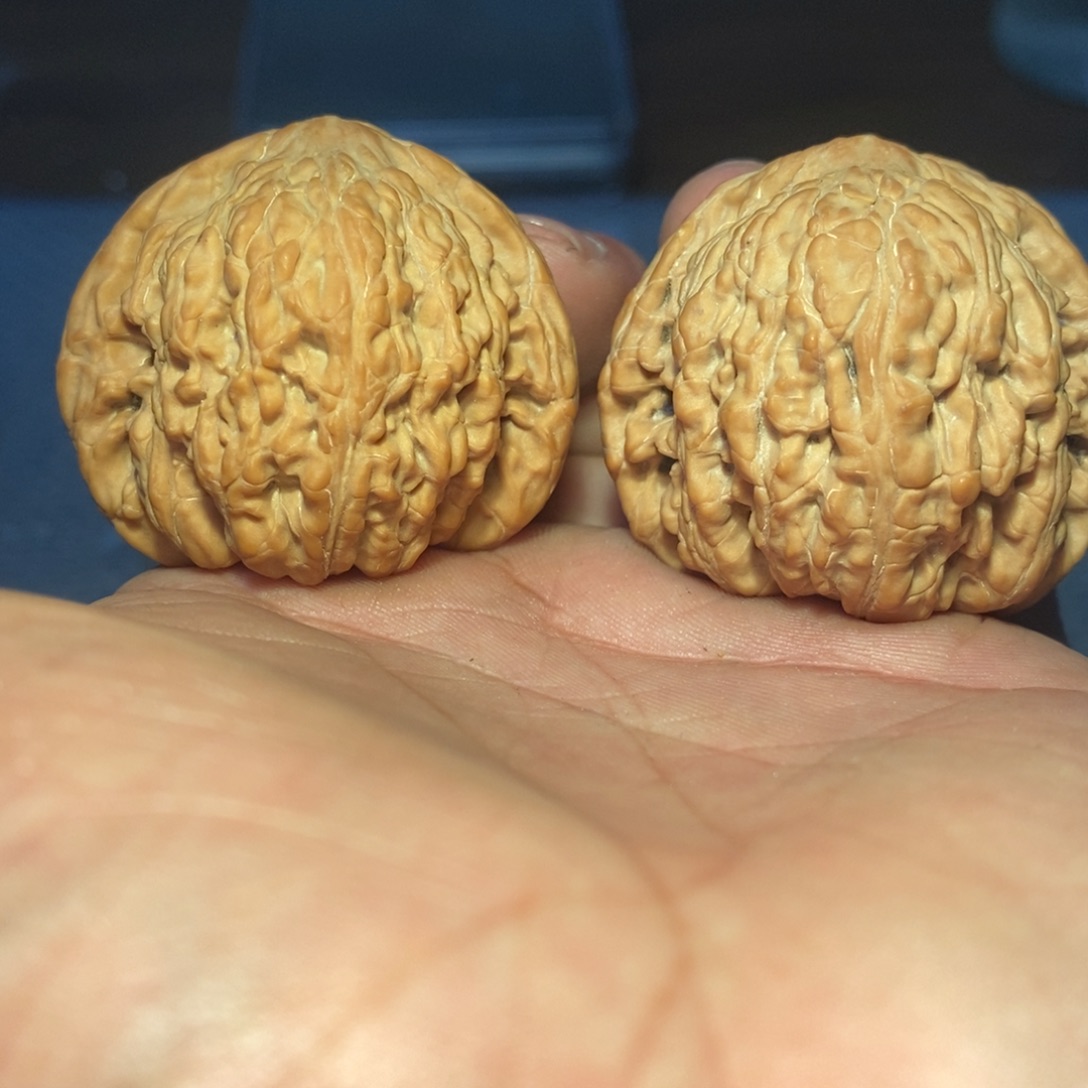 41全品泥鳅背。       