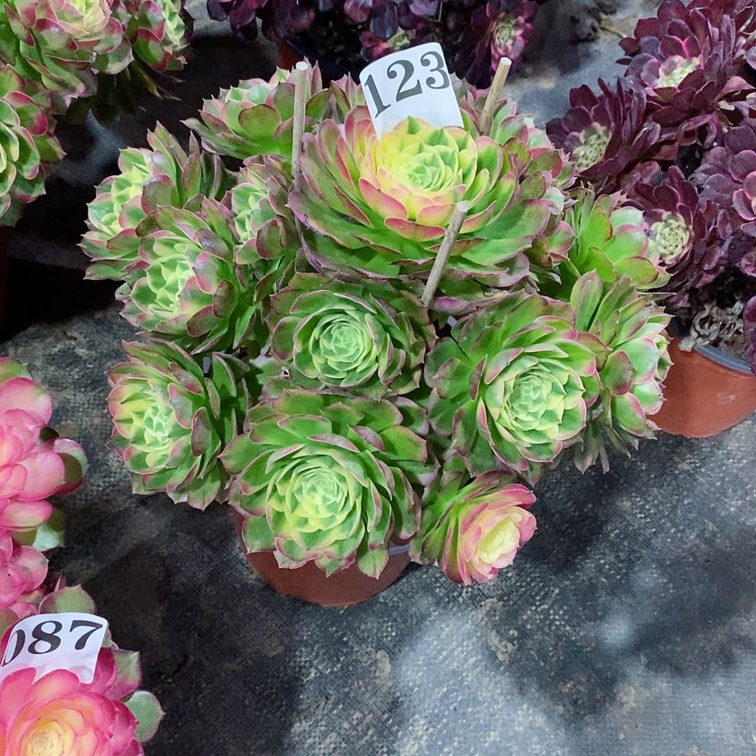 海王123多肉法师植物