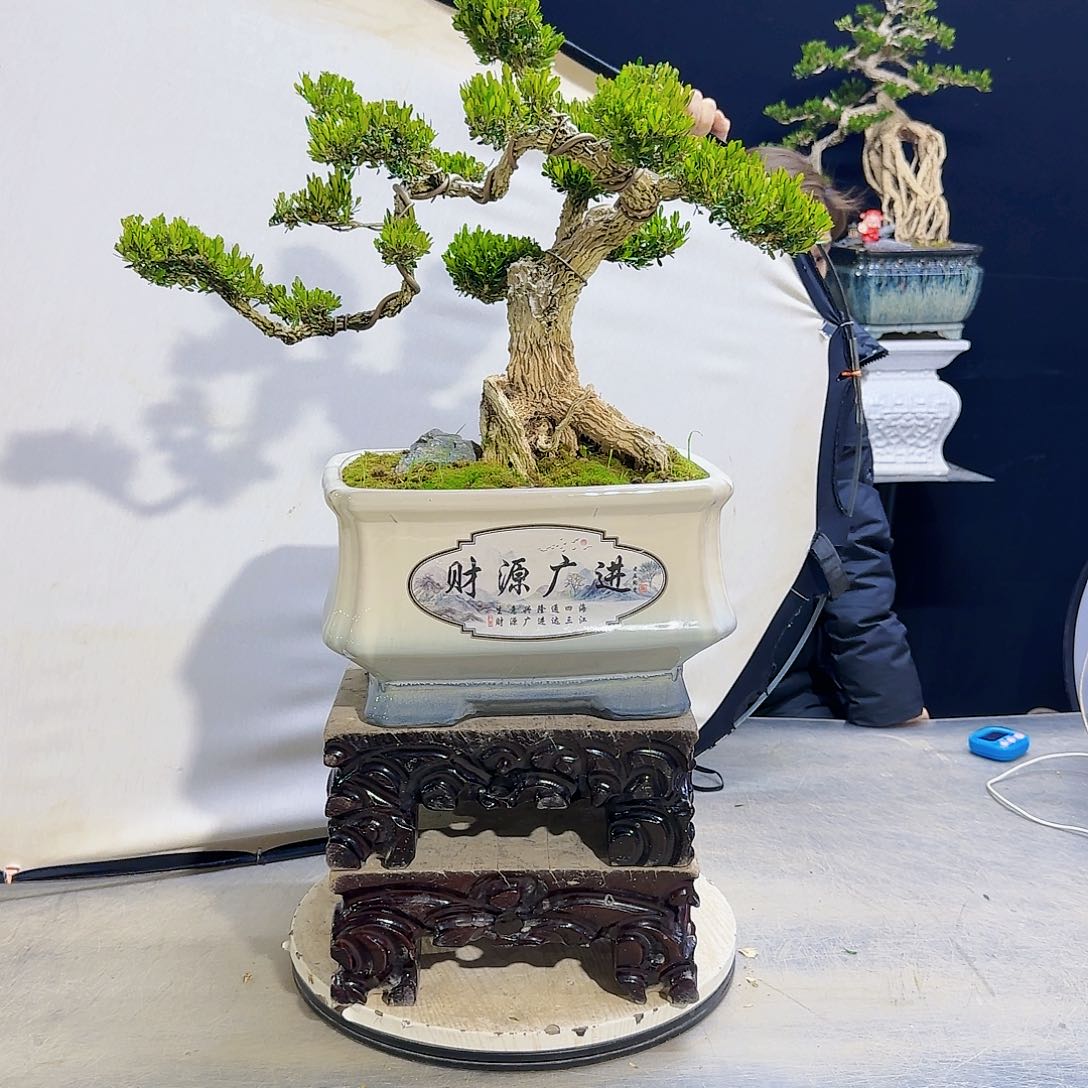 高端黄杨盆景艺术