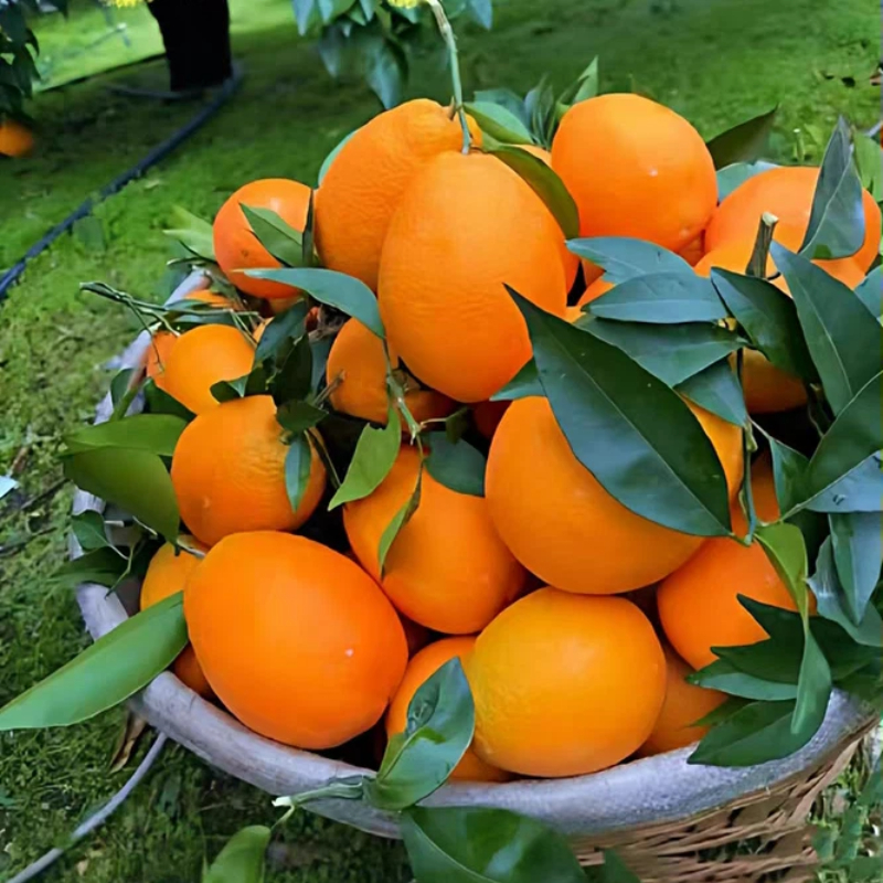 （甘肃，海南，阿坝，甘孜专拍）正宗重庆奉节脐橙纽荷尔新鲜水果橙子