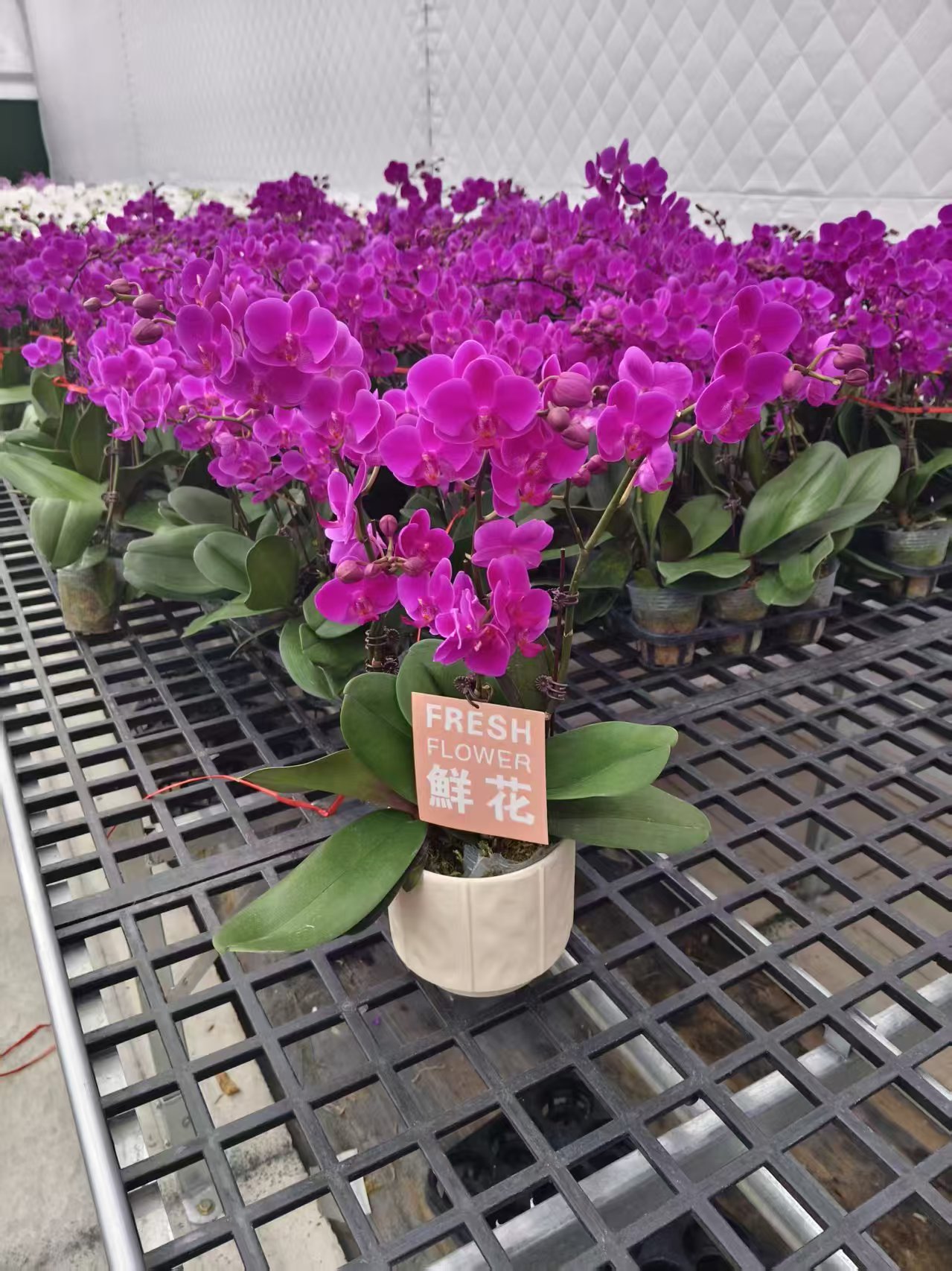 蝴蝶兰【满天红】花苗盆栽带花剑花苞客厅室内四季好养观赏花卉