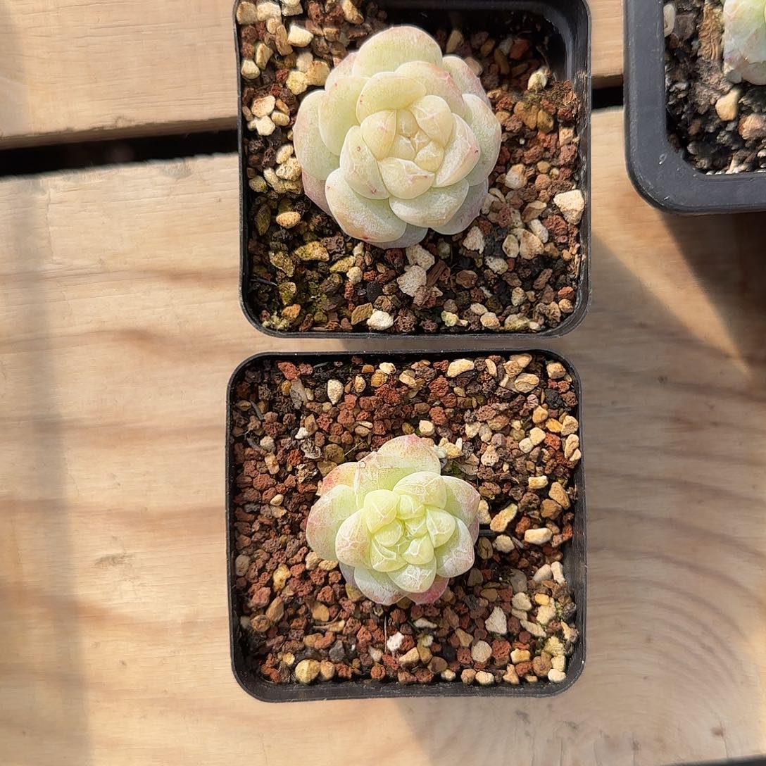 俏***俏俏俏专2颗黄透冰玉石化