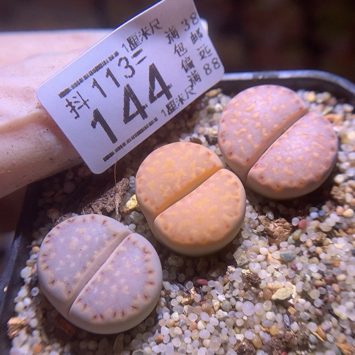 精品生石花113.144