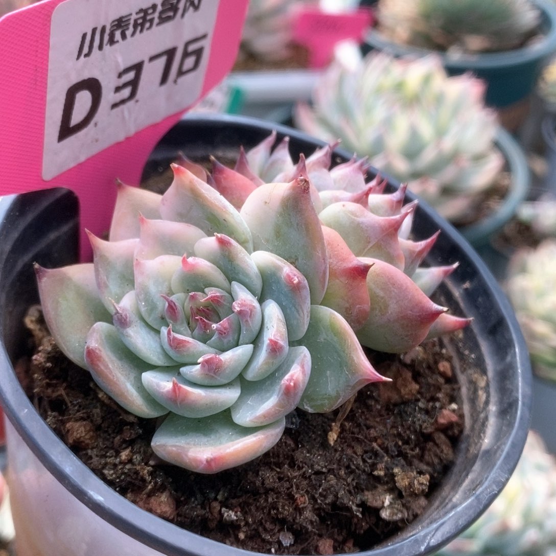 376锦锦锦锦锦锦锦锦锦锦