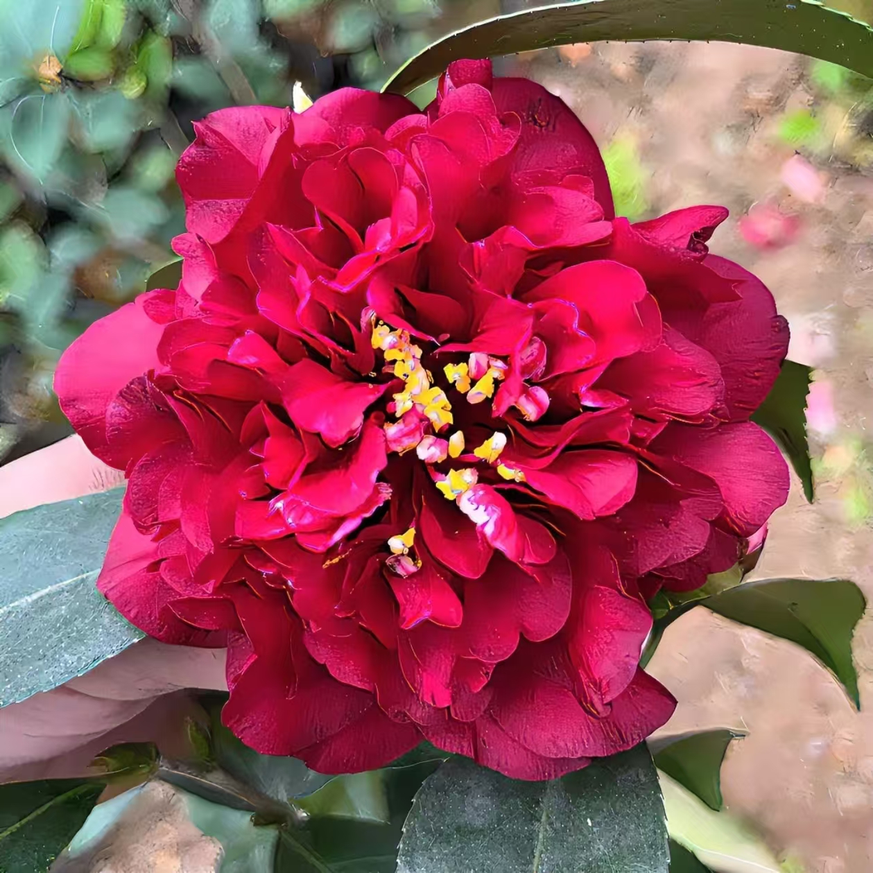 【午夜魔幻茶花】美系 黑红色大花 带花苞 原生苗