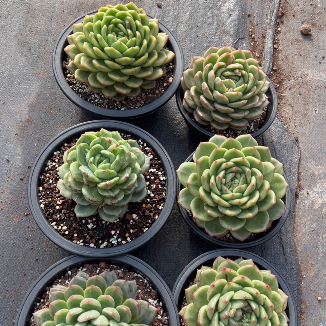 狐**我5388一筐6棵肉肉肉肉肉肉肉肉肉