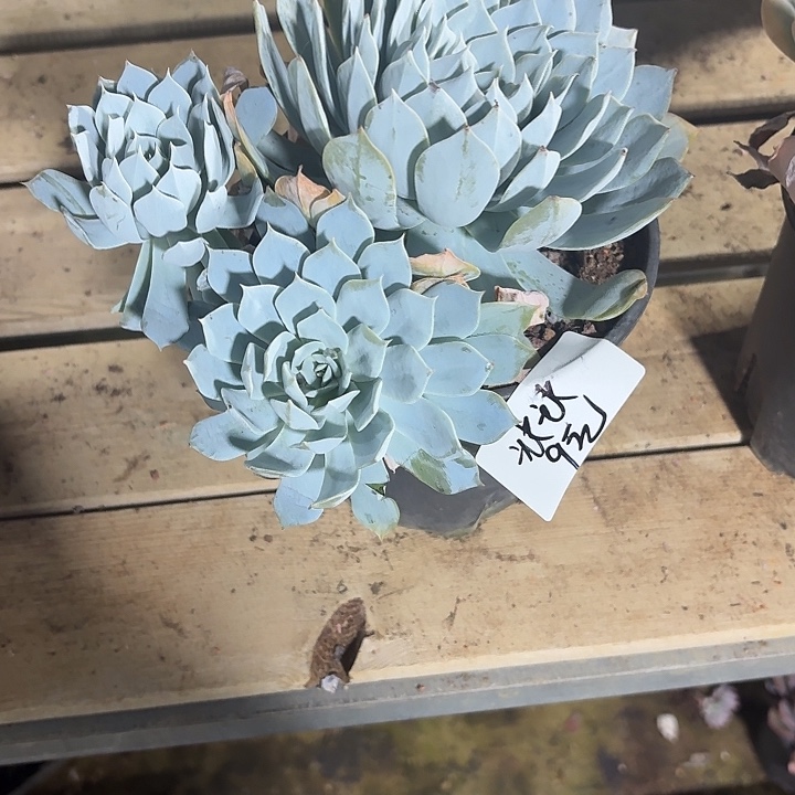 冰****多肉植物一物一拍冰冰