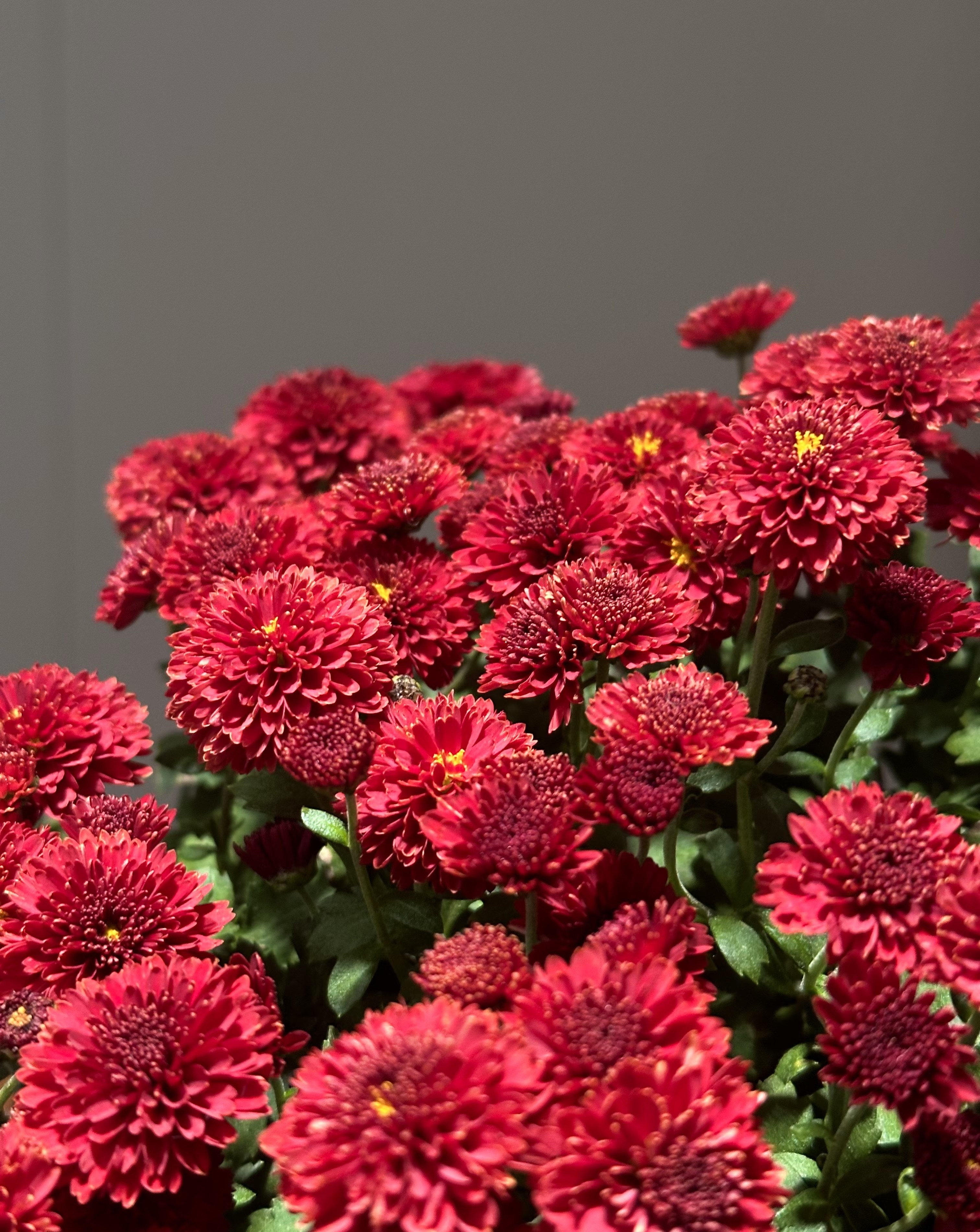 《水晶红》两加仑千头球菊带花苞盆栽新手易养室内外阳台耐寒好养