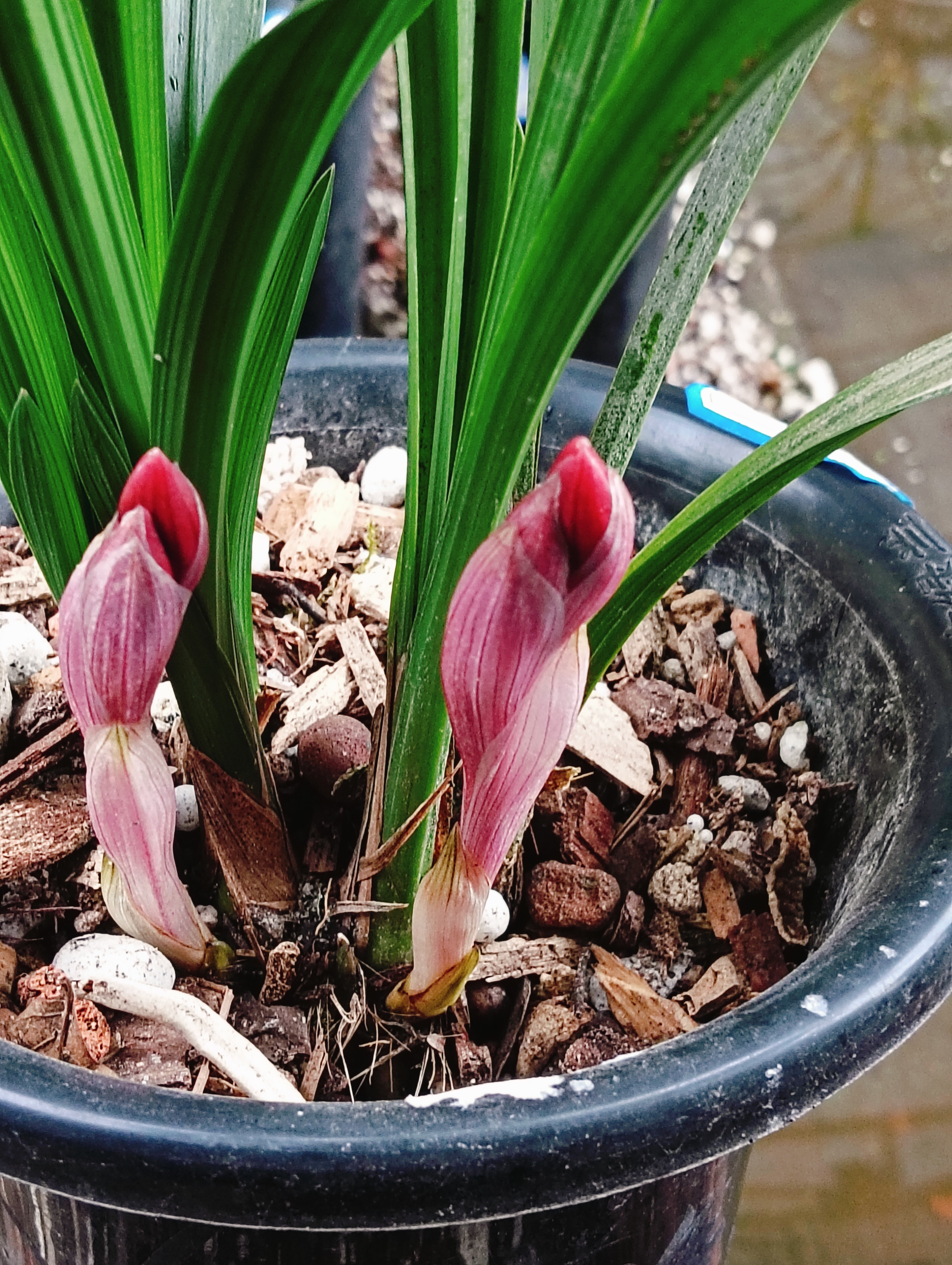 兰花有缘直播间一物一拍