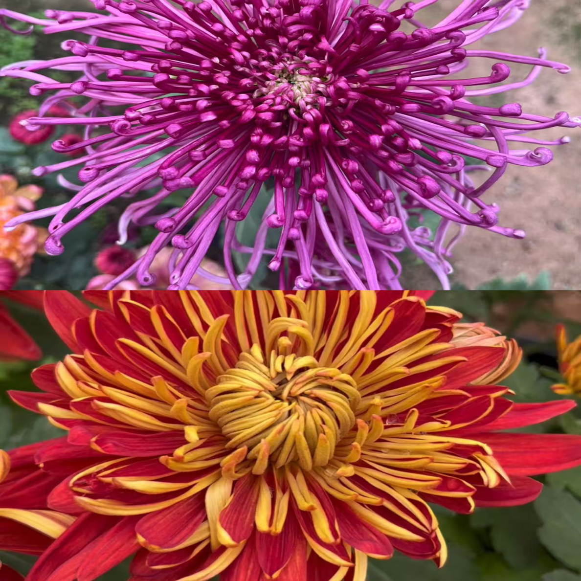 金背大红，紫千丝）“根苗”清园处理土球发货，无售后！介意勿拍