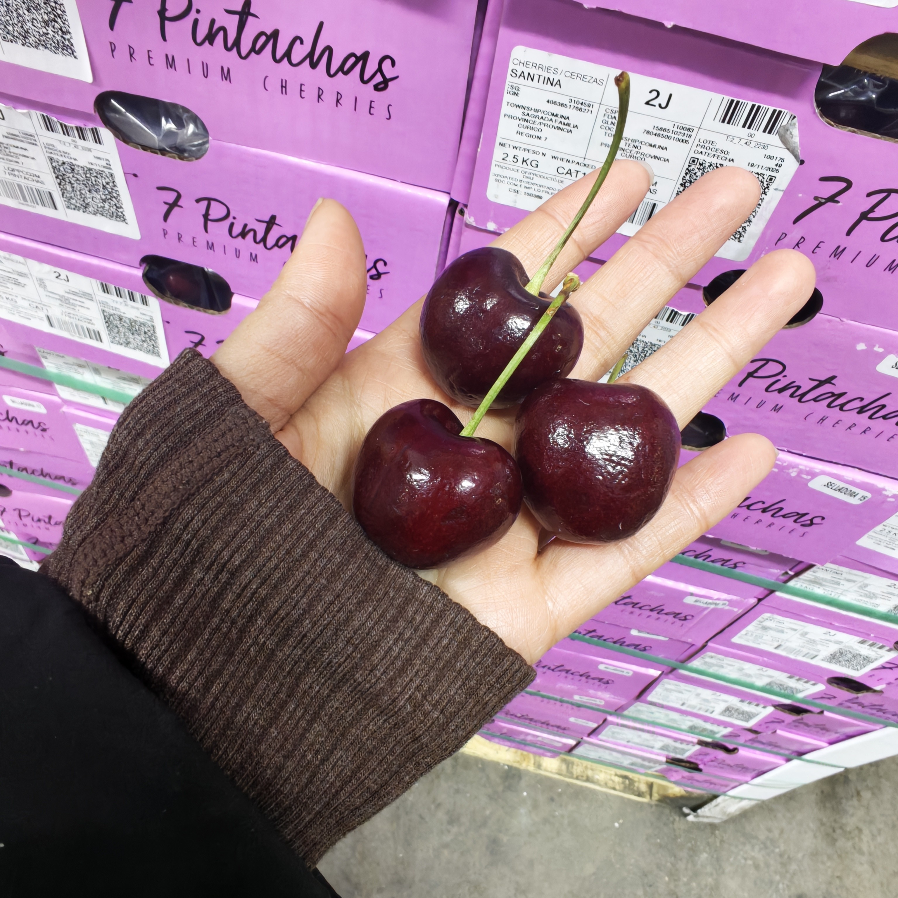 车厘子5斤2J 级 直径26-28mm santina品种深色海运内附果径卡桑提娜樱桃智利共和国