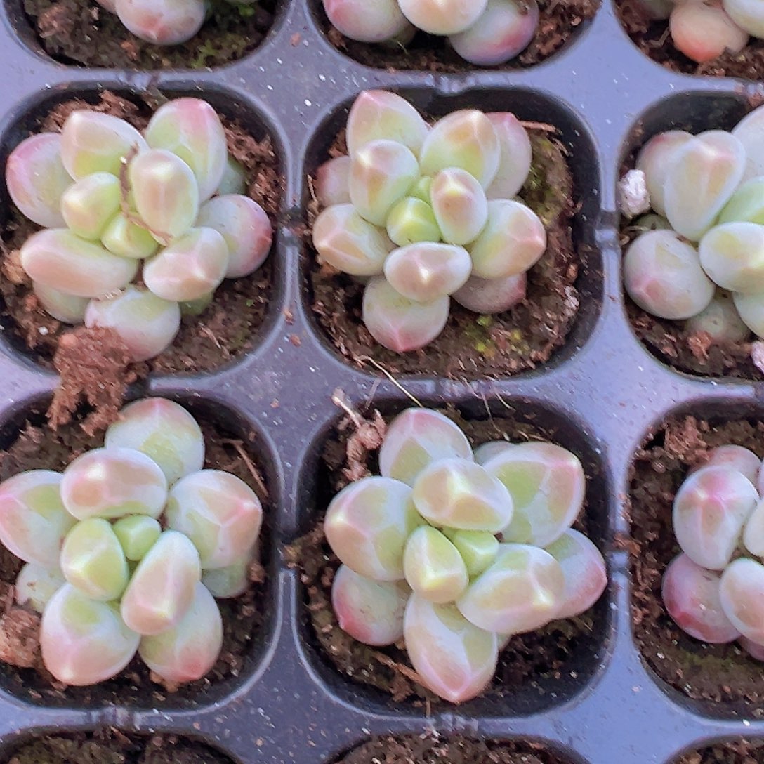 咖啡豆苗3颗19包邮多肉