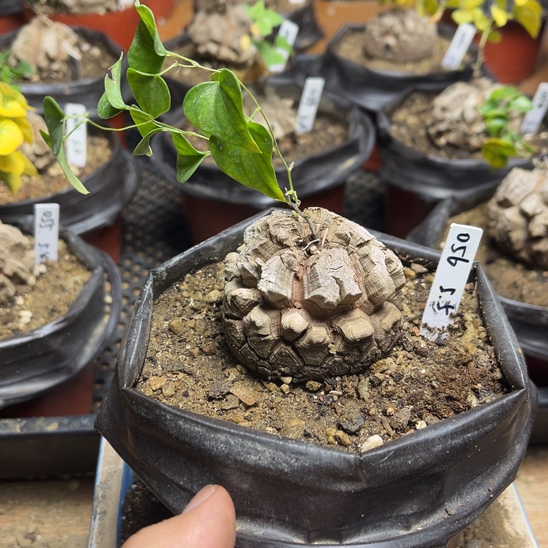 056南非块根龟甲龙