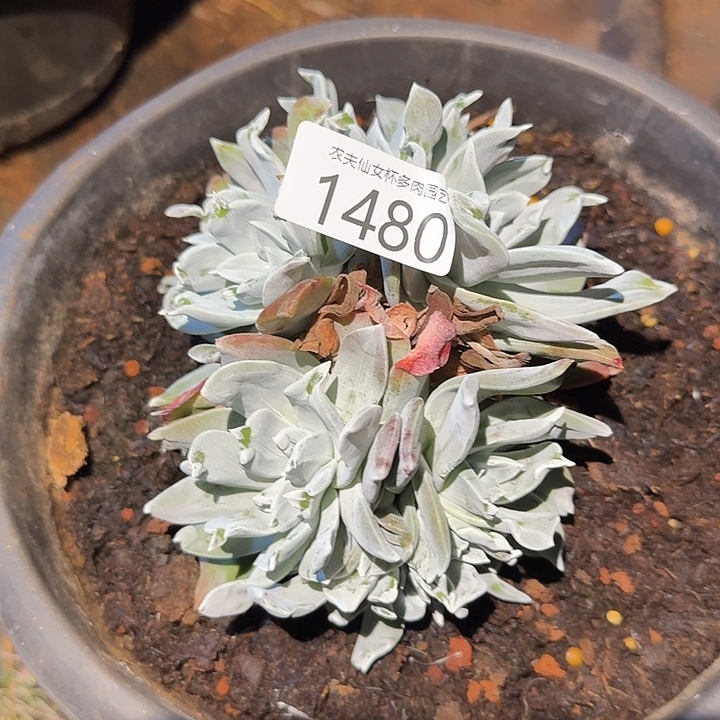 墨西哥大圆叶仙女杯多肉福利