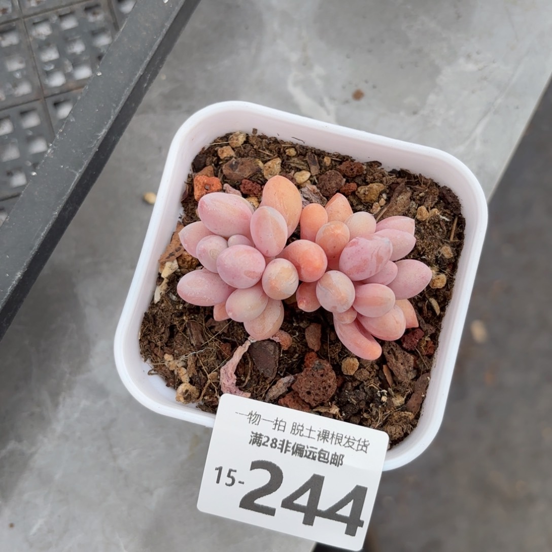 汤圆小群生多肉多肉