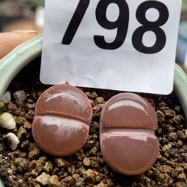 798比利时ko一颗脱土