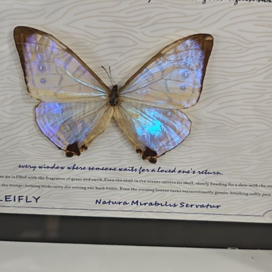 R***L夜明珠闪蝶蝴蝶标本拍