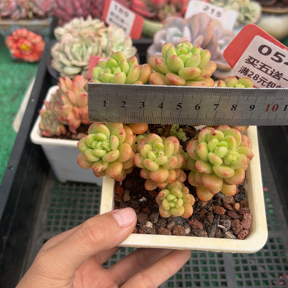 表妹精品多肉植物054.