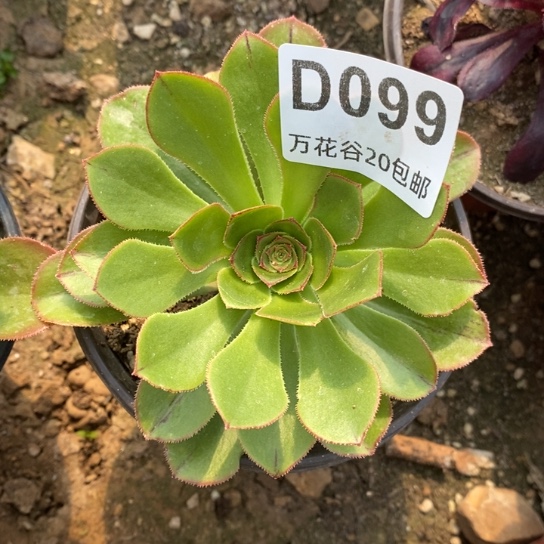 099绿体圆叶量拍多肉植物