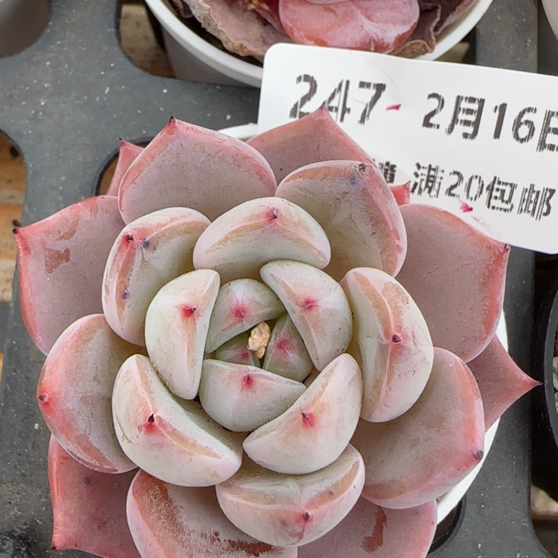 花语逸境0216-247