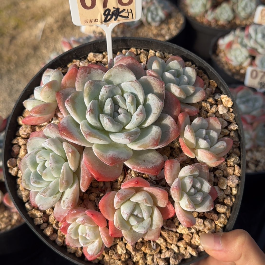 78号冰玉群生老桩8头