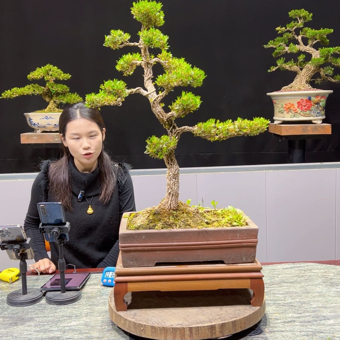 黄杨盆景老桩四季长青