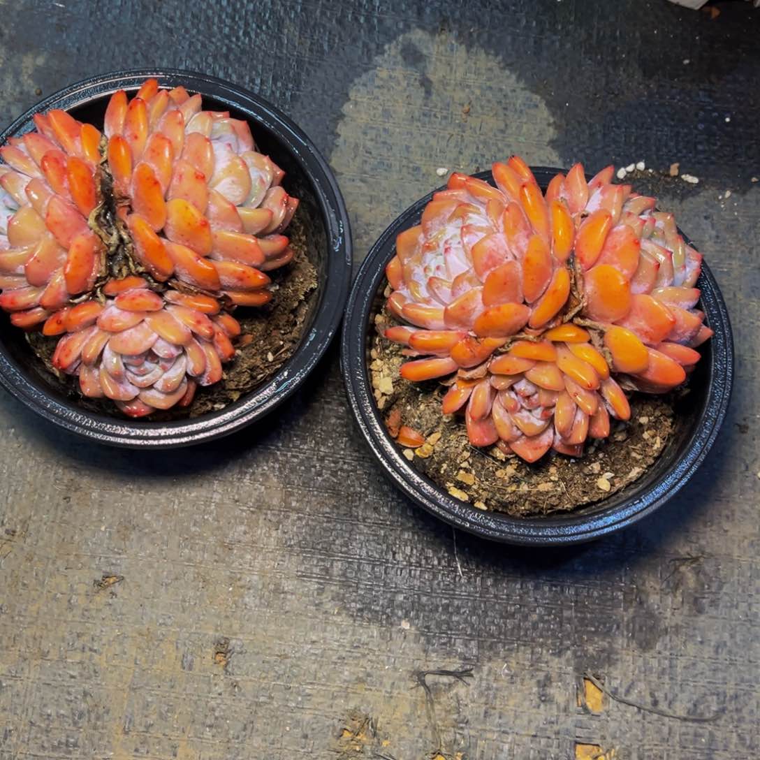 执****）闪购成梦露。         