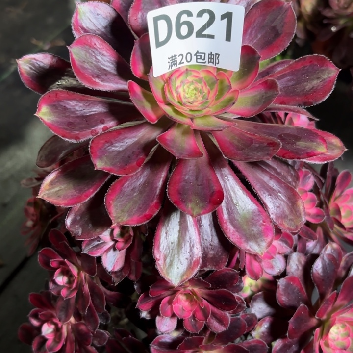 瑞妈一物一拍621