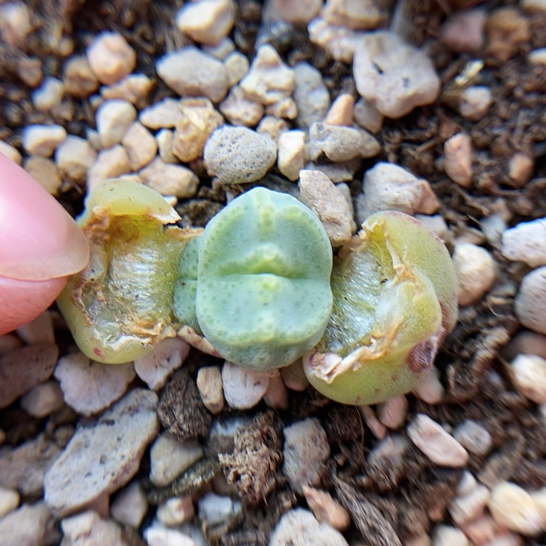 10043绿豆糕一颗三头包邮