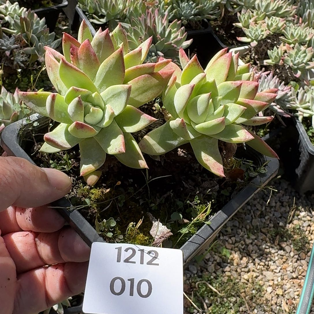 独***ᝰ多肉植物一物一拍251212010