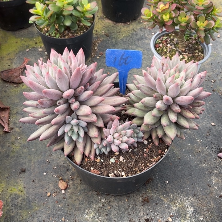 红蜻蜓多肉植物1 6 0