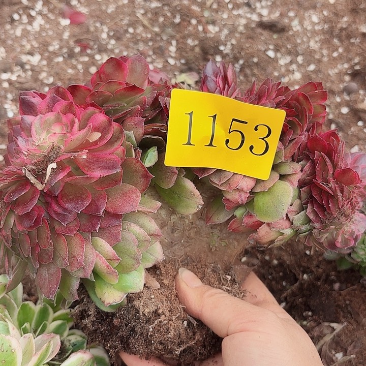 多肉植物福利1153