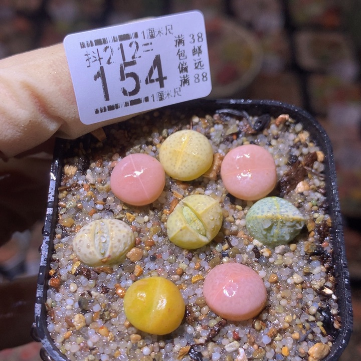 生石花多肉212.154