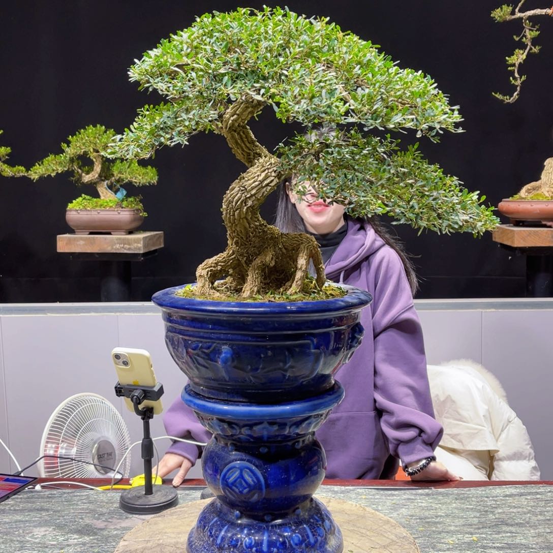 四季常青老桩黄杨盆景